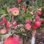 ΦΥΤΩΡΙΟ-ΜΟΝΟΣΠΙΤΑ-ΗΜΑΘΙΑΣ-ΦΥΤΩΡΙΑ-ΔΑΝΙΗΛΙΔΗΣ