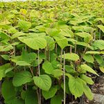 ΦΥΤΩΡΙΟ-ΜΟΝΟΣΠΙΤΑ-ΗΜΑΘΙΑΣ-ΦΥΤΩΡΙΑ-ΔΑΝΙΗΛΙΔΗΣ