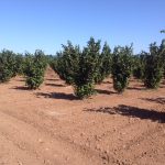 ΦΥΤΩΡΙΟ-ΜΟΝΟΣΠΙΤΑ-ΗΜΑΘΙΑΣ-ΦΥΤΩΡΙΑ-ΔΑΝΙΗΛΙΔΗΣ