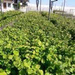 ΦΥΤΩΡΙΟ-ΜΟΝΟΣΠΙΤΑ-ΗΜΑΘΙΑΣ-ΦΥΤΩΡΙΑ-ΔΑΝΙΗΛΙΔΗΣ