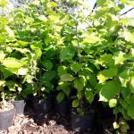 ΦΥΤΩΡΙΟ-ΜΟΝΟΣΠΙΤΑ-ΗΜΑΘΙΑΣ-ΦΥΤΩΡΙΑ-ΔΑΝΙΗΛΙΔΗΣ