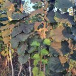 ΦΥΤΩΡΙΟ-ΜΟΝΟΣΠΙΤΑ-ΗΜΑΘΙΑΣ-ΦΥΤΩΡΙΑ-ΔΑΝΙΗΛΙΔΗΣ