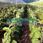 ΦΥΤΩΡΙΟ-ΜΟΝΟΣΠΙΤΑ-ΗΜΑΘΙΑΣ-ΦΥΤΩΡΙΑ-ΔΑΝΙΗΛΙΔΗΣ