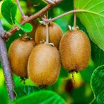 ΦΥΤΩΡΙΟ-ΜΟΝΟΣΠΙΤΑ-ΗΜΑΘΙΑΣ-ΦΥΤΩΡΙΑ-ΔΑΝΙΗΛΙΔΗΣ