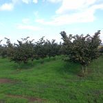 ΦΥΤΩΡΙΟ-ΜΟΝΟΣΠΙΤΑ-ΗΜΑΘΙΑΣ-ΦΥΤΩΡΙΑ-ΔΑΝΙΗΛΙΔΗΣ