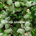 ΦΥΤΩΡΙΟ-ΜΟΝΟΣΠΙΤΑ-ΗΜΑΘΙΑΣ-ΦΥΤΩΡΙΑ-ΔΑΝΙΗΛΙΔΗΣ