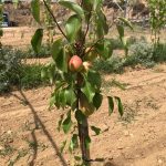 ΦΥΤΩΡΙΟ-ΜΟΝΟΣΠΙΤΑ-ΗΜΑΘΙΑΣ-ΦΥΤΩΡΙΑ-ΔΑΝΙΗΛΙΔΗΣ