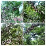 ΦΥΤΩΡΙΟ-ΜΟΝΟΣΠΙΤΑ-ΗΜΑΘΙΑΣ-ΦΥΤΩΡΙΑ-ΔΑΝΙΗΛΙΔΗΣ