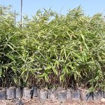 ΦΥΤΩΡΙΟ-ΜΟΝΟΣΠΙΤΑ-ΗΜΑΘΙΑΣ-ΦΥΤΩΡΙΑ-ΔΑΝΙΗΛΙΔΗΣ