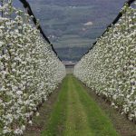 ΦΥΤΩΡΙΟ-ΜΟΝΟΣΠΙΤΑ-ΗΜΑΘΙΑΣ-ΦΥΤΩΡΙΑ-ΔΑΝΙΗΛΙΔΗΣ