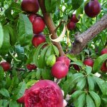 ΦΥΤΩΡΙΟ-ΜΟΝΟΣΠΙΤΑ-ΗΜΑΘΙΑΣ-ΦΥΤΩΡΙΑ-ΔΑΝΙΗΛΙΔΗΣ