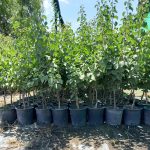 ΦΥΤΩΡΙΟ-ΜΟΝΟΣΠΙΤΑ-ΗΜΑΘΙΑΣ-ΦΥΤΩΡΙΑ-ΔΑΝΙΗΛΙΔΗΣ