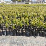 ΦΥΤΩΡΙΟ-ΜΟΝΟΣΠΙΤΑ-ΗΜΑΘΙΑΣ-ΦΥΤΩΡΙΑ-ΔΑΝΙΗΛΙΔΗΣ