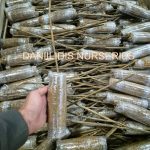 ΦΥΤΩΡΙΟ-ΜΟΝΟΣΠΙΤΑ-ΗΜΑΘΙΑΣ-ΦΥΤΩΡΙΑ-ΔΑΝΙΗΛΙΔΗΣ