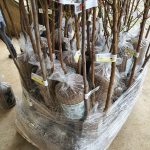 ΦΥΤΩΡΙΟ-ΜΟΝΟΣΠΙΤΑ-ΗΜΑΘΙΑΣ-ΦΥΤΩΡΙΑ-ΔΑΝΙΗΛΙΔΗΣ