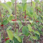 ΦΥΤΩΡΙΟ-ΜΟΝΟΣΠΙΤΑ-ΗΜΑΘΙΑΣ-ΦΥΤΩΡΙΑ-ΔΑΝΙΗΛΙΔΗΣ