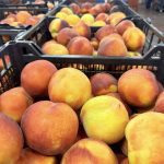 ΧΟΝΔΡΙΚΟ-ΕΜΠΟΡΙΟ-ΦΡΟΥΤΩΝ-SKYDRA-FROUTOMANIA