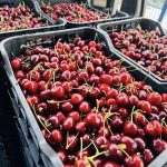 ΧΟΝΔΡΙΚΟ-ΕΜΠΟΡΙΟ-ΦΡΟΥΤΩΝ-SKYDRA-FROUTOMANIA