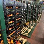 ΧΟΝΔΡΙΚΟ-ΕΜΠΟΡΙΟ-ΦΡΟΥΤΩΝ-SKYDRA-FROUTOMANIA