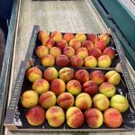 ΧΟΝΔΡΙΚΟ-ΕΜΠΟΡΙΟ-ΦΡΟΥΤΩΝ-SKYDRA-FROUTOMANIA