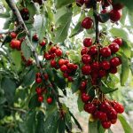 ΧΟΝΔΡΙΚΟ-ΕΜΠΟΡΙΟ-ΦΡΟΥΤΩΝ-ΜΕΝΕΜΕΝΗ-ΣΓΟΥΡΟΣ