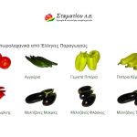 ΟΠΩΡΟΚΗΠΕΥΤΙΚΑ-ΜΕΝΕΜΕΝΗ-ΣΤΑΜΑΤΙΟΥ-ΑΕ