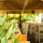 ΨΑΡΟΤΑΒΕΡΝΑ-ΣΤΟΜΙΟ-ΛΑΡΙΣΑΣ-ΑΚΡΟΓΙΑΛΙ-ΦΩΤΙΟΥ