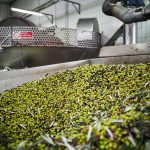 ΕΛΑΙΟΤΡΙΒΕΙΟ-ΓΑΡΔΕΛΑΔΕΣ-ΚΕΡΚΥΡΑ-ΑΝΘΗ-ΕΥΑΝΘΙΑ