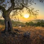 ΕΛΑΙΟΤΡΙΒΕΙΟ-ΓΑΡΔΕΛΑΔΕΣ-ΚΕΡΚΥΡΑ-ΑΝΘΗ-ΕΥΑΝΘΙΑ