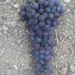 ΦΥΤΩΡΙΟ-ΑΜΠΕΛΟΥ-ΠΡΟΦΗΤΗΣ-ΗΛΙΑΣ-ΗΡΑΚΛΕΙΟΥ-ΓΙΑΛΙΤΑΚΗΣ