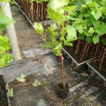 ΦΥΤΩΡΙΟ-ΑΜΠΕΛΟΥ-ΠΡΟΦΗΤΗΣ-ΗΛΙΑΣ-ΗΡΑΚΛΕΙΟΥ-ΓΙΑΛΙΤΑΚΗΣ