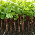 ΦΥΤΩΡΙΟ-ΑΜΠΕΛΟΥ-ΠΡΟΦΗΤΗΣ-ΗΛΙΑΣ-ΗΡΑΚΛΕΙΟΥ-ΓΙΑΛΙΤΑΚΗΣ