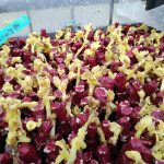 ΦΥΤΩΡΙΟ-ΑΜΠΕΛΟΥ-ΠΡΟΦΗΤΗΣ-ΗΛΙΑΣ-ΗΡΑΚΛΕΙΟΥ-ΓΙΑΛΙΤΑΚΗΣ