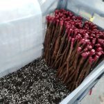 ΦΥΤΩΡΙΟ-ΑΜΠΕΛΟΥ-ΠΡΟΦΗΤΗΣ-ΗΛΙΑΣ-ΗΡΑΚΛΕΙΟΥ-ΓΙΑΛΙΤΑΚΗΣ