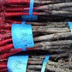 ΦΥΤΩΡΙΟ-ΑΜΠΕΛΟΥ-ΠΡΟΦΗΤΗΣ-ΗΛΙΑΣ-ΗΡΑΚΛΕΙΟΥ-ΓΙΑΛΙΤΑΚΗΣ