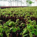 ΦΥΤΩΡΙΟ-ΑΜΠΕΛΟΥ-ΠΡΟΦΗΤΗΣ-ΗΛΙΑΣ-ΗΡΑΚΛΕΙΟΥ-ΓΙΑΛΙΤΑΚΗΣ