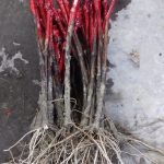 ΦΥΤΩΡΙΟ-ΑΜΠΕΛΟΥ-ΠΡΟΦΗΤΗΣ-ΗΛΙΑΣ-ΗΡΑΚΛΕΙΟΥ-ΓΙΑΛΙΤΑΚΗΣ