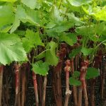 ΦΥΤΩΡΙΟ-ΑΜΠΕΛΟΥ-ΠΡΟΦΗΤΗΣ-ΗΛΙΑΣ-ΗΡΑΚΛΕΙΟΥ-ΓΙΑΛΙΤΑΚΗΣ