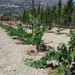 ΦΥΤΩΡΙΟ-ΑΜΠΕΛΟΥ-ΠΡΟΦΗΤΗΣ-ΗΛΙΑΣ-ΗΡΑΚΛΕΙΟΥ-ΓΙΑΛΙΤΑΚΗΣ