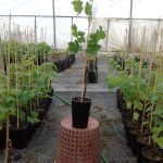 ΦΥΤΩΡΙΟ-ΑΜΠΕΛΟΥ-ΠΡΟΦΗΤΗΣ-ΗΛΙΑΣ-ΗΡΑΚΛΕΙΟΥ-ΓΙΑΛΙΤΑΚΗΣ