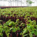 ΦΥΤΩΡΙΟ-ΑΜΠΕΛΟΥ-ΠΡΟΦΗΤΗΣ-ΗΛΙΑΣ-ΗΡΑΚΛΕΙΟΥ-ΓΙΑΛΙΤΑΚΗΣ