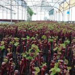 ΦΥΤΩΡΙΟ-ΑΜΠΕΛΟΥ-ΠΡΟΦΗΤΗΣ-ΗΛΙΑΣ-ΗΡΑΚΛΕΙΟΥ-ΓΙΑΛΙΤΑΚΗΣ