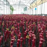 ΦΥΤΩΡΙΟ-ΑΜΠΕΛΟΥ-ΠΡΟΦΗΤΗΣ-ΗΛΙΑΣ-ΗΡΑΚΛΕΙΟΥ-ΓΙΑΛΙΤΑΚΗΣ