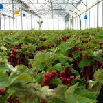 ΦΥΤΩΡΙΟ-ΑΜΠΕΛΟΥ-ΠΡΟΦΗΤΗΣ-ΗΛΙΑΣ-ΗΡΑΚΛΕΙΟΥ-ΓΙΑΛΙΤΑΚΗΣ