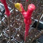 ΦΥΤΩΡΙΟ-ΑΜΠΕΛΟΥ-ΠΡΟΦΗΤΗΣ-ΗΛΙΑΣ-ΗΡΑΚΛΕΙΟΥ-ΓΙΑΛΙΤΑΚΗΣ