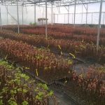 ΦΥΤΩΡΙΟ-ΑΜΠΕΛΟΥ-ΠΡΟΦΗΤΗΣ-ΗΛΙΑΣ-ΗΡΑΚΛΕΙΟΥ-ΓΙΑΛΙΤΑΚΗΣ