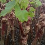 ΦΥΤΩΡΙΟ-ΑΜΠΕΛΟΥ-ΠΡΟΦΗΤΗΣ-ΗΛΙΑΣ-ΗΡΑΚΛΕΙΟΥ-ΓΙΑΛΙΤΑΚΗΣ