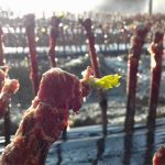 ΦΥΤΩΡΙΟ-ΑΜΠΕΛΟΥ-ΠΡΟΦΗΤΗΣ-ΗΛΙΑΣ-ΗΡΑΚΛΕΙΟΥ-ΓΙΑΛΙΤΑΚΗΣ