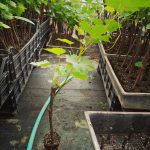 ΦΥΤΩΡΙΟ-ΑΜΠΕΛΟΥ-ΠΡΟΦΗΤΗΣ-ΗΛΙΑΣ-ΗΡΑΚΛΕΙΟΥ-ΓΙΑΛΙΤΑΚΗΣ