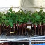 ΦΥΤΩΡΙΟ-ΑΜΠΕΛΟΥ-ΠΡΟΦΗΤΗΣ-ΗΛΙΑΣ-ΗΡΑΚΛΕΙΟΥ-ΓΙΑΛΙΤΑΚΗΣ